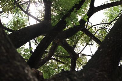 Low angle view of trees in forest