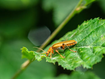 Close-up of insect on leaf