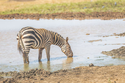 Side view of zebra drinking water