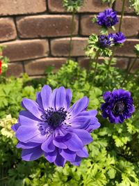 Close-up of purple flowering plants