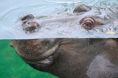 Close-up of a seal