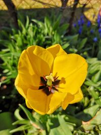 Close-up of yellow flowering plant