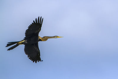 Low angle view of bird flying