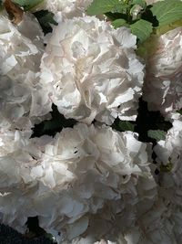 High angle view of white flowering plant