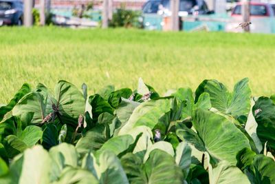 Close-up of fresh green plants in field