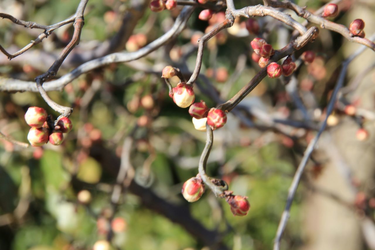 branch, freshness, growth, focus on foreground, tree, twig, close-up, flower, nature, cherry tree, fruit, fruit tree, bud, beauty in nature, apple tree, fragility, selective focus, berry, plant, day