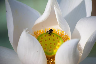 Close-up of bee on white flower