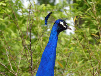 Close-up of a peacock