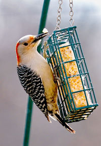 Woodpecker on