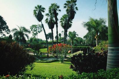 Palm trees growing in park