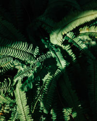 Close-up of fern leaves