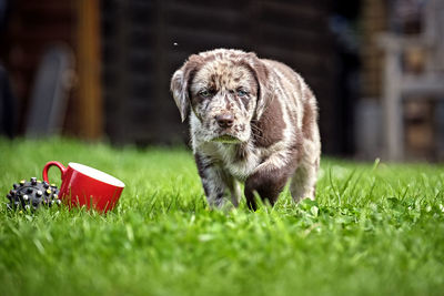 Dog in a field