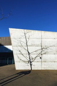 Bare tree against clear blue sky