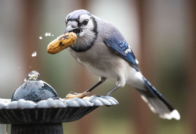 Dripping the peanut in the fountain