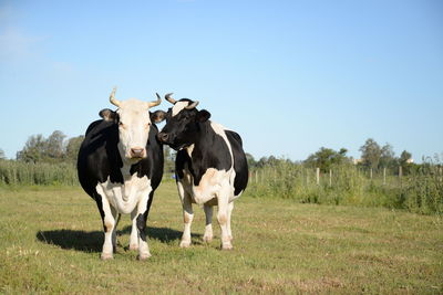 Cows standing on landscape against clear sky