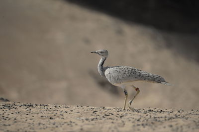 Bustard standing on the sand