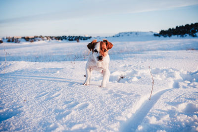 Cute jack russell dog in snowy mountain at sunset. pets in nature, winter season