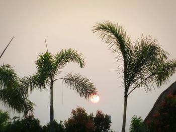 Low angle view of palm trees against sky