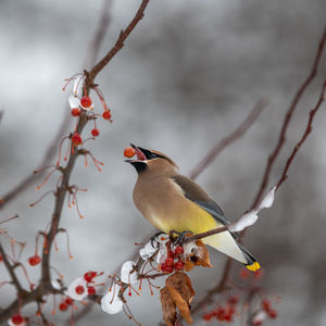 Close-up of bird perching on branch