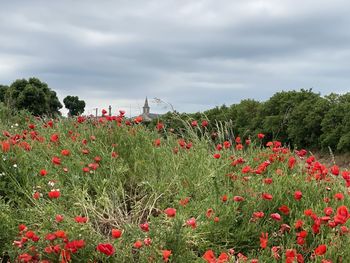 Red poppy flowers growing on field against sky