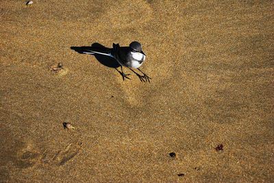 High angle view of bird on sand