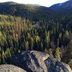 High angle view of lush foliage in mountains