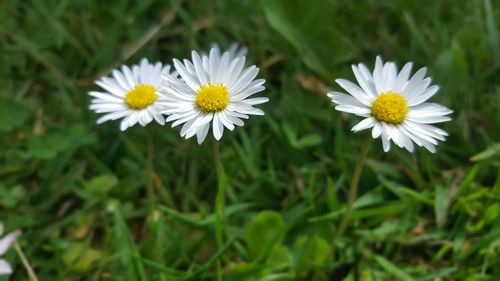 Close-up of white flowers blooming outdoors