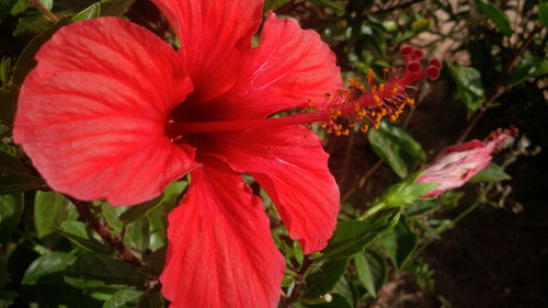 Close-up of red hibiscus blooming outdoors