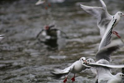 Close-up of swan flying over lake