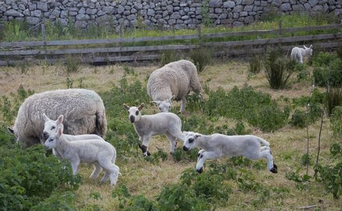 Sheep in a field