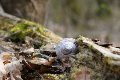 Close-up of snail shell  in forest