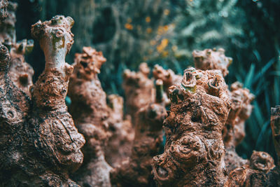 Close-up of tree trunk