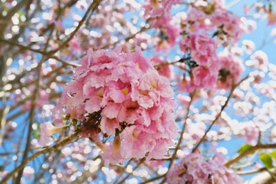 Close-up of pink flowers on tree