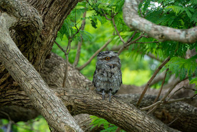 Low angle view of bird perching on tree