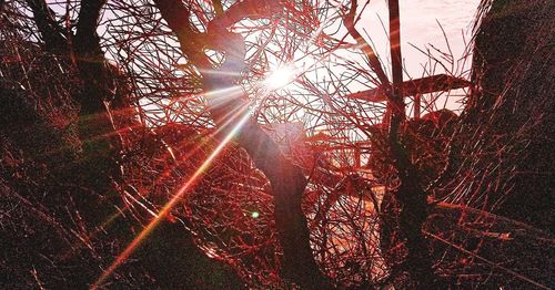 Low angle view of sunlight streaming through trees in forest