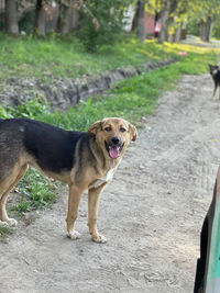 Portrait of dog standing on footpath