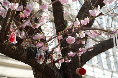 Low angle view of pink cherry blossoms in spring