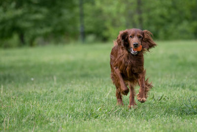 Dog running on grassy field