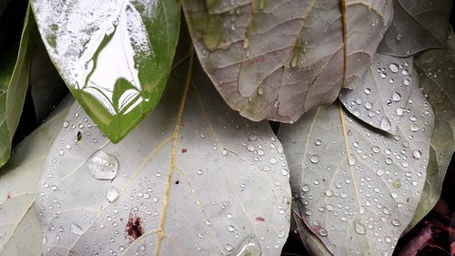 Close-up of raindrops on leaves