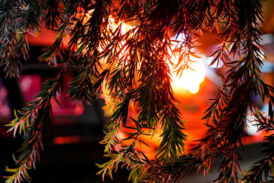 Close-up of orange leaves hanging on tree at sunset