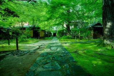 Surface level of narrow footpath along trees