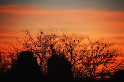 Silhouette plants against dramatic sky during sunset