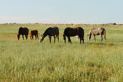 Cows grazing on field against clear sky