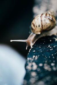 Detail of snail