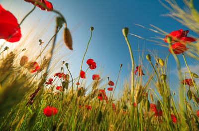 Close-up of red poppy flowers on field against sky