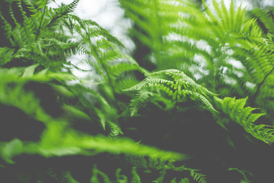 Close-up of green leaves on tree