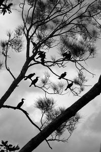 Low angle view of bird on branch against sky