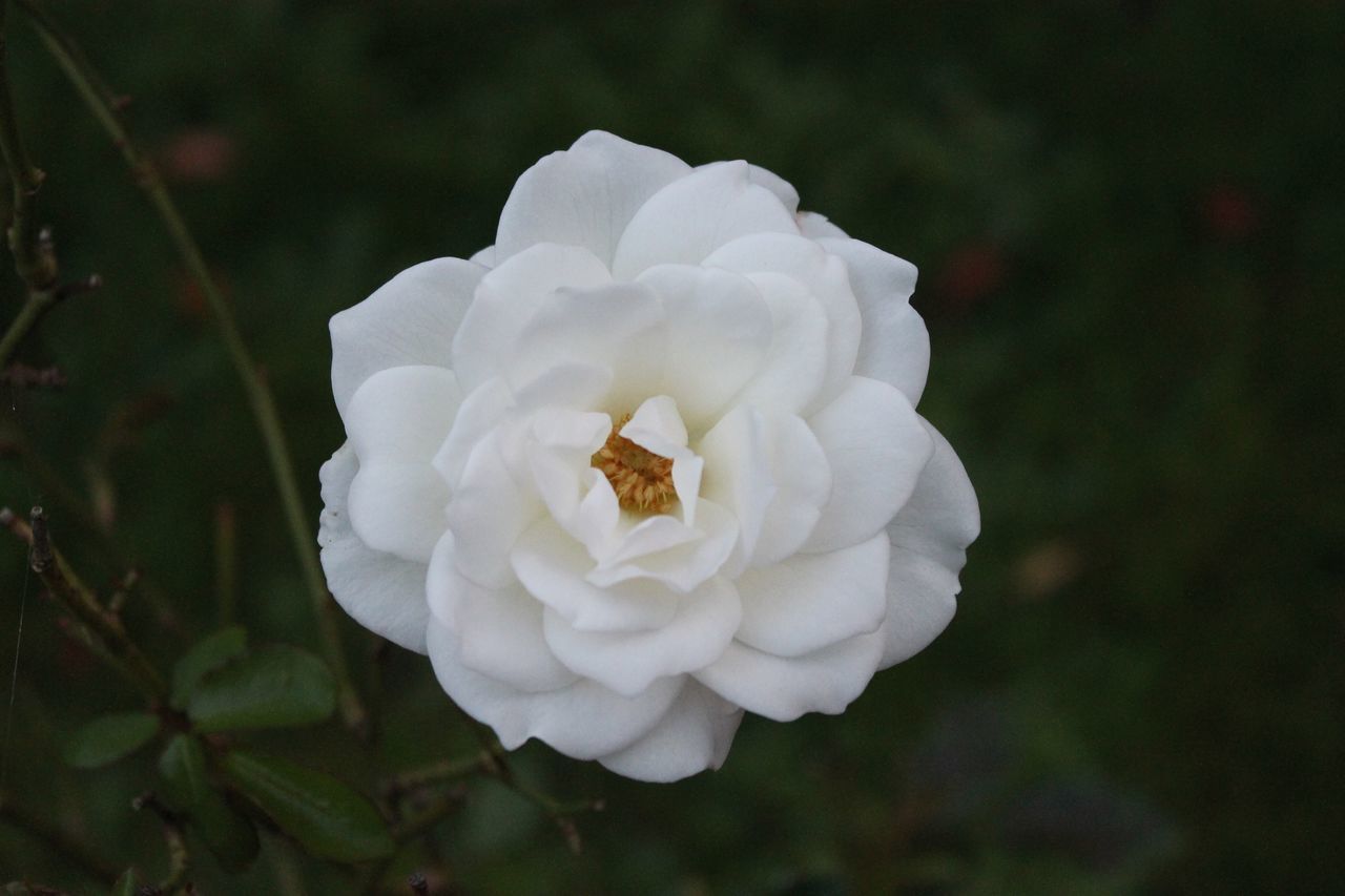 flower, petal, white color, flower head, nature, beauty in nature, growth, focus on foreground, no people, fragility, wild rose, close-up, day, freshness, blooming, plant, outdoors