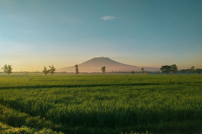 Scenic view of field against sky