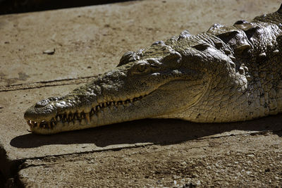 Close-up of crocodile